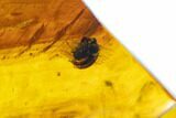 Fossil Amber With Insect Inclusion ( g) - Mexico #104237-1